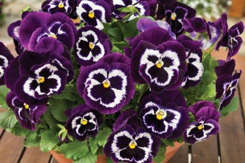 Ампельные и вьющиеся растения. Ампельные цветы: фото, названия и описания (каталог)