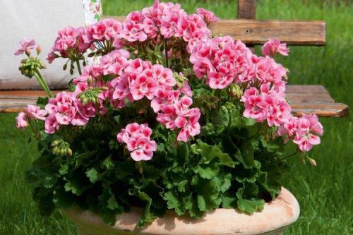 Ампельные и вьющиеся растения. Ампельные цветы: фото, названия и описания (каталог)