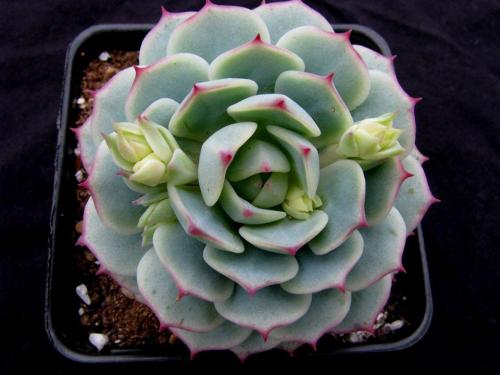 Вьющиеся цветы в горшках на улице. 10 наиболее подходящих растений для выращивания в подвесных горшках