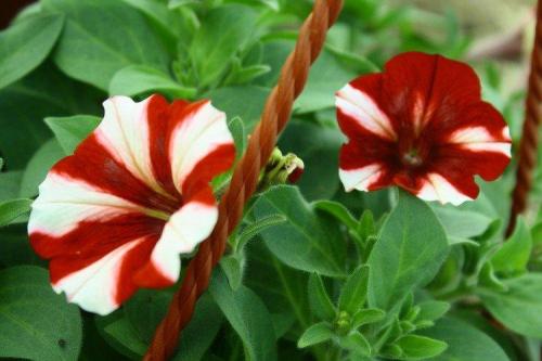 Ампельные и вьющиеся растения. Ампельные цветы: фото, названия и описания (каталог)