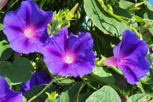 Ампельные и вьющиеся растения. Ампельные цветы: фото, названия и описания (каталог)