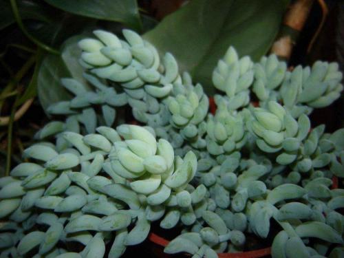 Вьющиеся цветы в горшках на улице. 10 наиболее подходящих растений для выращивания в подвесных горшках