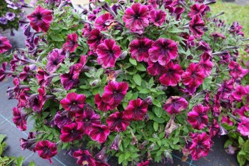 Ампельные и вьющиеся растения. Ампельные цветы: фото, названия и описания (каталог)