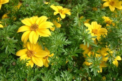 Ампельные и вьющиеся растения. Ампельные цветы: фото, названия и описания (каталог)