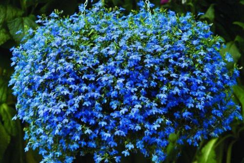 Ампельные и вьющиеся растения. Ампельные цветы: фото, названия и описания (каталог)