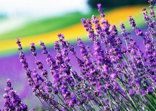 Вьющиеся цветы в горшках на улице. 10 наиболее подходящих растений для выращивания в подвесных горшках