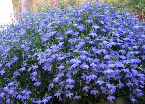 Вьющиеся цветы в горшках на улице. 10 наиболее подходящих растений для выращивания в подвесных горшках