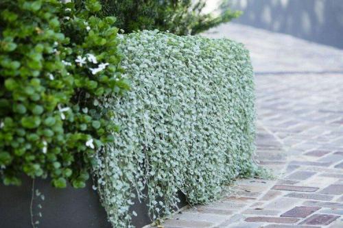 Ампельные и вьющиеся растения. Ампельные цветы: фото, названия и описания (каталог)