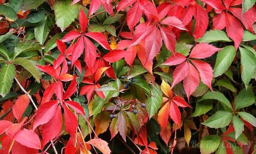 Вьющиеся растения для забора из сетки. Вьющиеся растения для забора