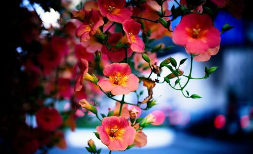 Выбор вечнозеленых вьющихся растений для живой изгороди. Для чего нужна живая изгородь? 11 Выбор вечнозеленых вьющихся растений для живой изгороди. Для чего нужна живая изгородь? 11