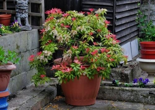 Выбор вечнозеленых вьющихся растений для живой изгороди. Для чего нужна живая изгородь? 12