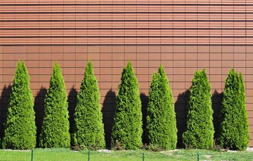 Выбор вечнозеленых вьющихся растений для живой изгороди. Для чего нужна живая изгородь? 09 Выбор вечнозеленых вьющихся растений для живой изгороди. Для чего нужна живая изгородь? 09