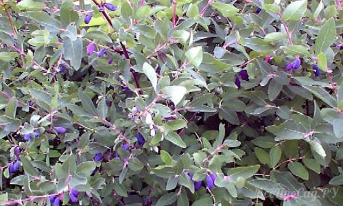 Вьющиеся растения для забора из сетки. Вьющиеся растения для забора