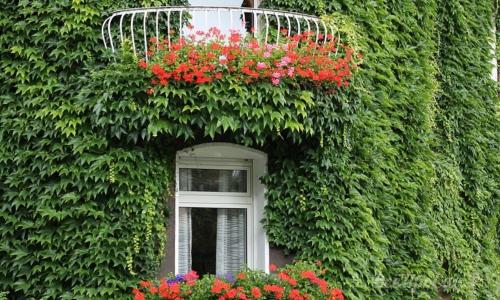 Вьющиеся растения для забора из сетки. Вьющиеся растения для забора