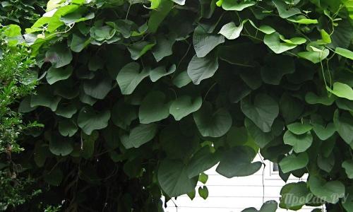 Вечнозеленые вьющиеся растения для забора. Вьющиеся растения для забора