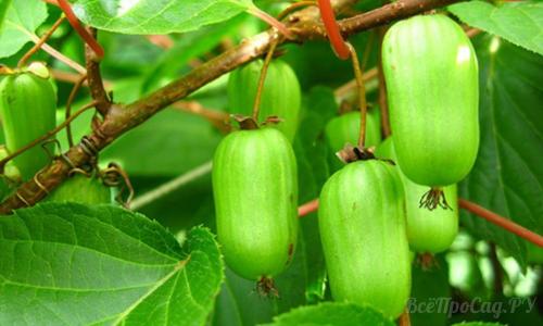 Вечнозеленые вьющиеся растения для забора. Вьющиеся растения для забора