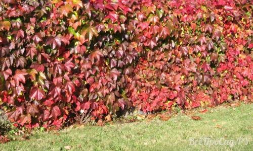 Вечнозеленые вьющиеся растения для забора. Вьющиеся растения для забора