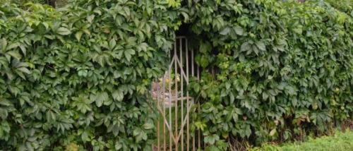 Вечнозеленые вьющиеся растения для забора. Вьющиеся растения для забора