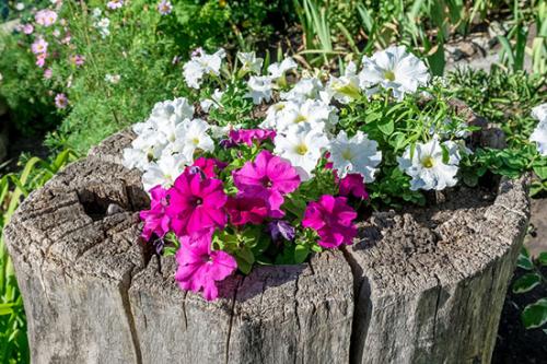 Красивая дача своими руками. Идеи для оформления клумб 04