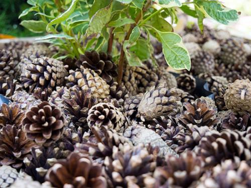 Красивая дача своими руками. Идеи для оформления клумб 06