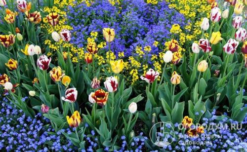 Клумбы геометрической формы. Основные правила разбивки клумб