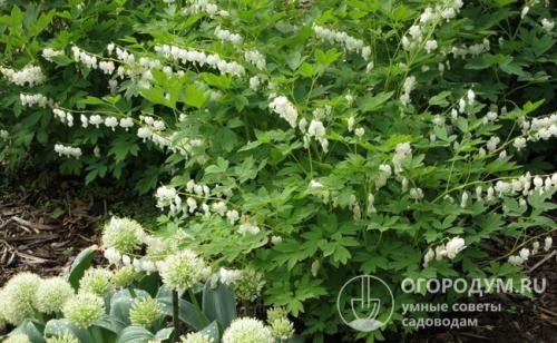 Клумбы геометрической формы. Основные правила разбивки клумб