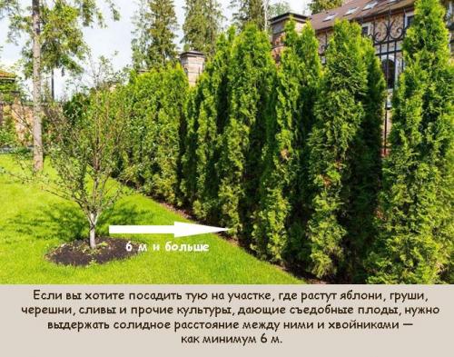 Совместимость туи с плодовыми деревьями. Растения, которые нельзя сажать рядом с туей