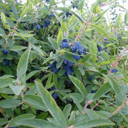 Когда можно сажать деревья осенью. Какие плодовые деревья и кустарники сажают осенью 03