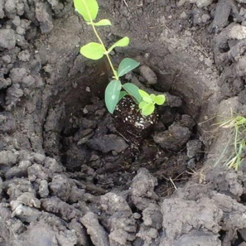 Когда можно сажать деревья осенью. Какие плодовые деревья и кустарники сажают осенью 02