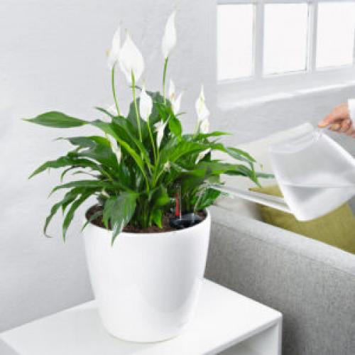 Какие растения лучше всего подходят для создания уюта в доме. 6 неприхотливых, но эффектных растений для домашнего уюта