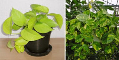 Какие растения лучше всего подходят для создания уюта в доме. 6 неприхотливых, но эффектных растений для домашнего уюта