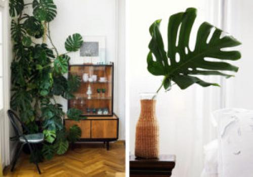 Какие растения лучше всего подходят для создания уюта в доме. 6 неприхотливых, но эффектных растений для домашнего уюта