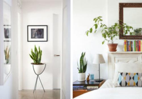Какие растения лучше всего подходят для создания уюта в доме. 6 неприхотливых, но эффектных растений для домашнего уюта