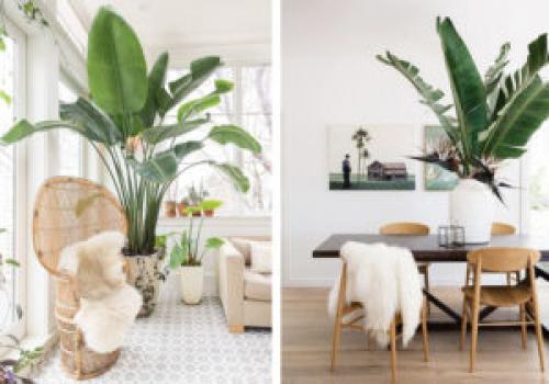 Какие растения лучше всего подходят для создания уюта в доме. 6 неприхотливых, но эффектных растений для домашнего уюта