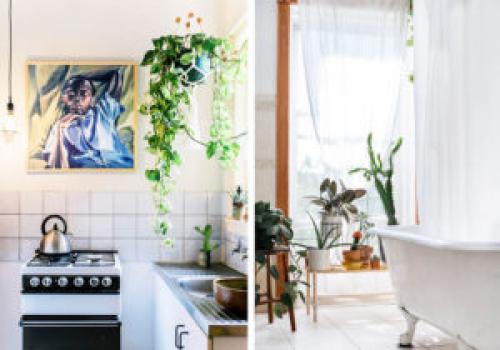 Какие растения лучше всего подходят для создания уюта в доме. 6 неприхотливых, но эффектных растений для домашнего уюта