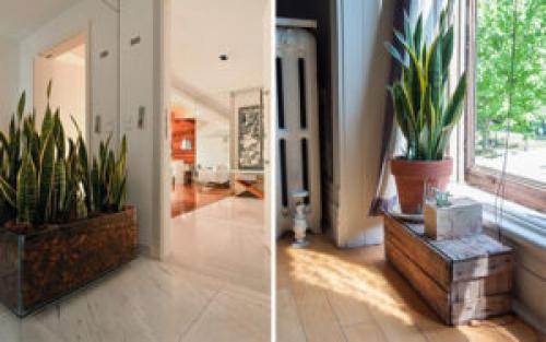 Какие растения лучше всего подходят для создания уюта в доме. 6 неприхотливых, но эффектных растений для домашнего уюта