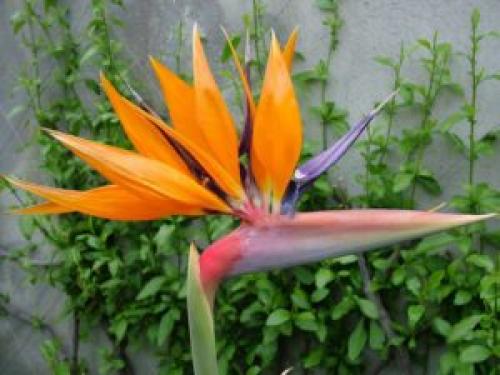 Какие растения лучше всего подходят для создания уюта в доме. 6 неприхотливых, но эффектных растений для домашнего уюта