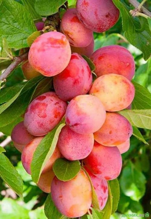 Алыча рубиновая. 30 самых лучших сортов алычи для посадки на дачном участке