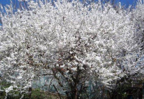 Злато скифов алыча. Знакомство с алычой Злато скифов по описанию и фото 07 Злато скифов алыча. Знакомство с алычой Злато скифов по описанию и фото 07