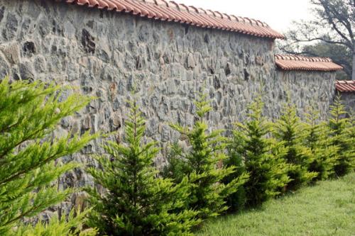 Можно ли сажать хвойники в октябре. Добавление статьи в новую подборку 03