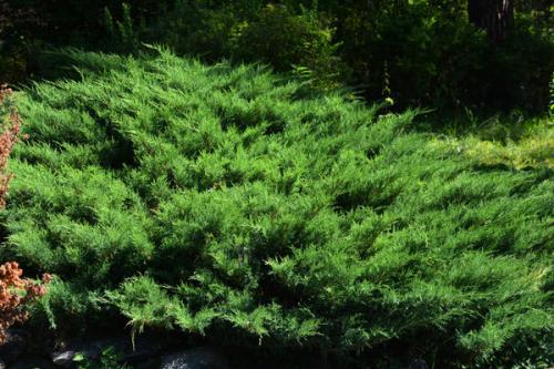 Можно ли сажать хвойники в октябре. Добавление статьи в новую подборку 06