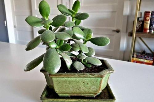 Цветы на подоконнике названия. Комнатные растения: фото и названия (каталог)