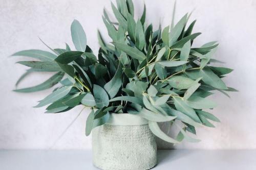 Цветы на подоконнике названия. Комнатные растения: фото и названия (каталог)