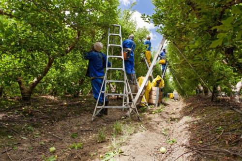 Успешная посадка яблони осенью в средней полосе России: основные принципы и рекомендации 02 Успешная посадка яблони осенью в средней полосе России: основные принципы и рекомендации 02
