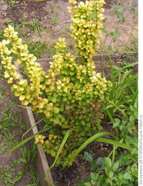 Как правильно посадить ягодные кустарники осенью. Пересаживаем и высаживаем декоративные и плодово-ягодные кустарники