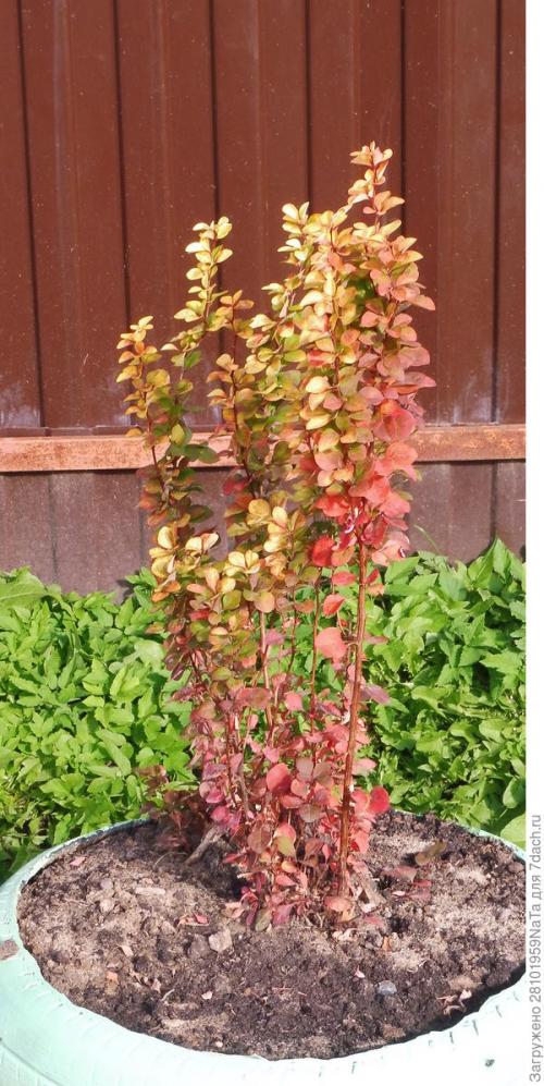 Как правильно посадить ягодные кустарники осенью. Пересаживаем и высаживаем декоративные и плодово-ягодные кустарники