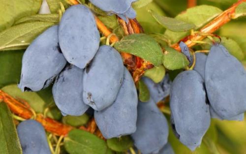 Какие сорта ягодных кустарников лучше сажать осенью. Ягодные кустарники