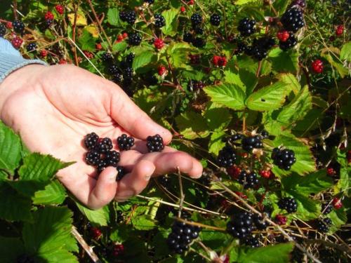 Какие сорта ягодных кустарников лучше сажать осенью. Ягодные кустарники