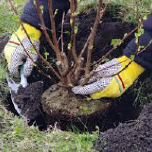 Как выбрать место для посадки ягодных кустарников. Посадка плодовых деревьев и кустарников