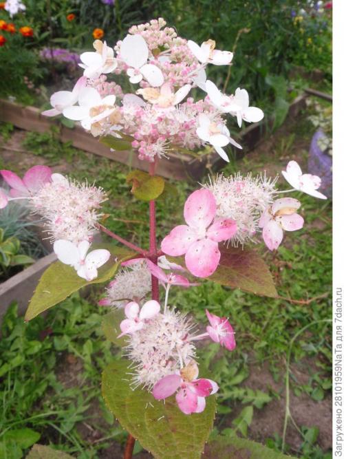 Как правильно посадить ягодные кустарники осенью. Пересаживаем и высаживаем декоративные и плодово-ягодные кустарники